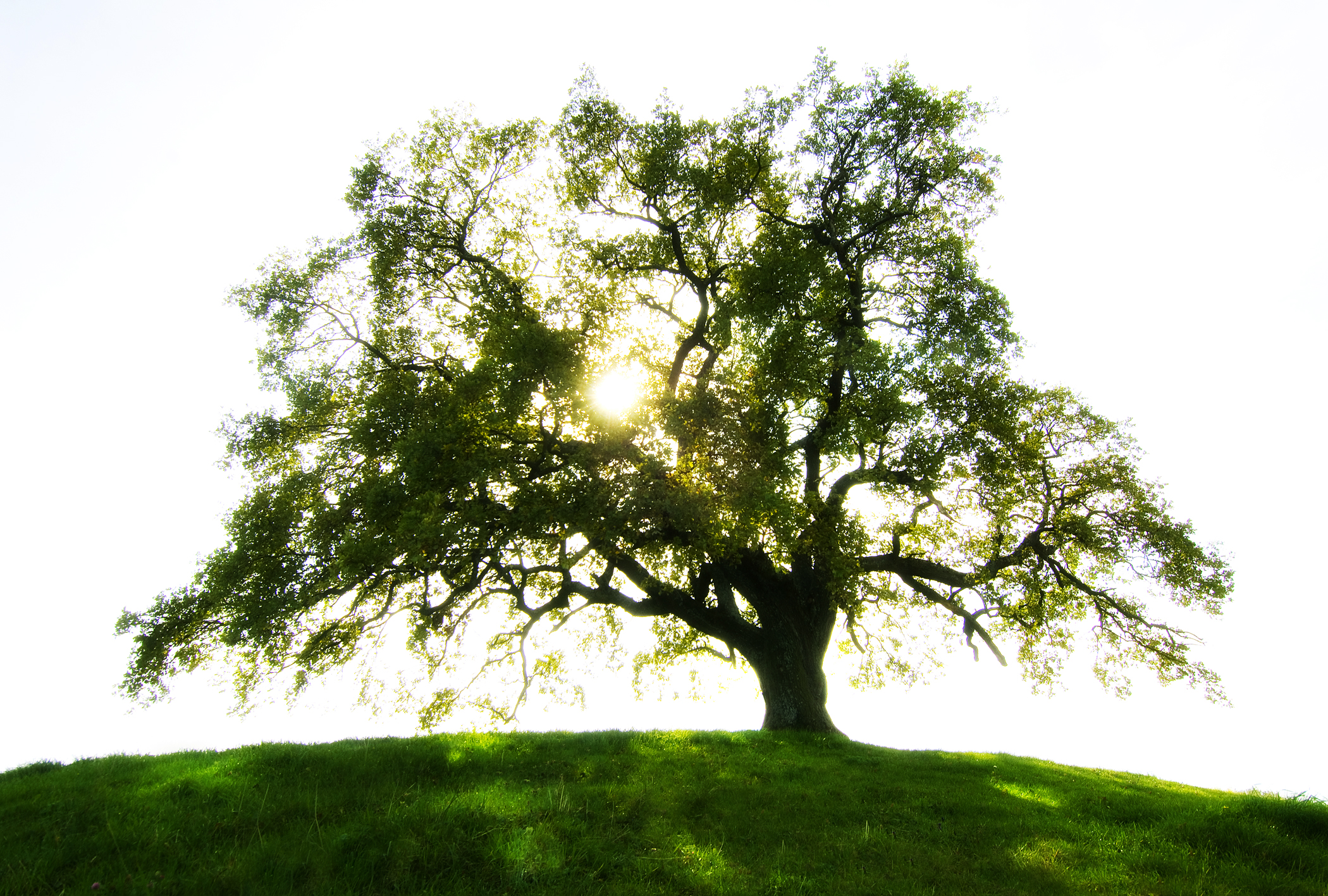 Paysage 6